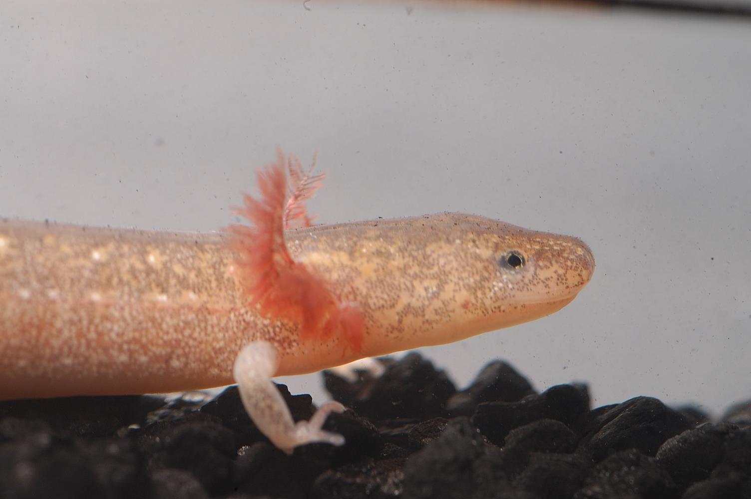 Cascade Caverns Salamander - Axolotl