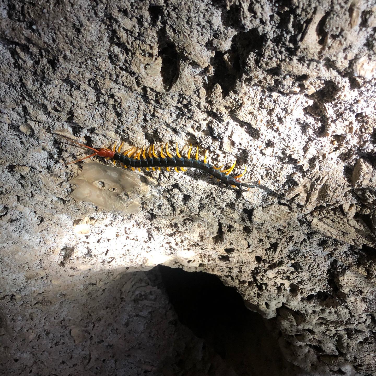 Texas Redheaded Centipede