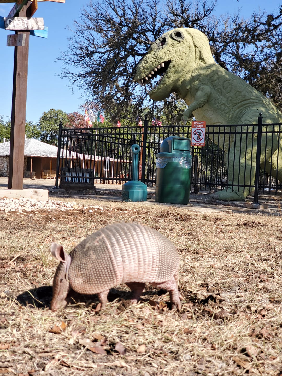 Rex & Armadillo