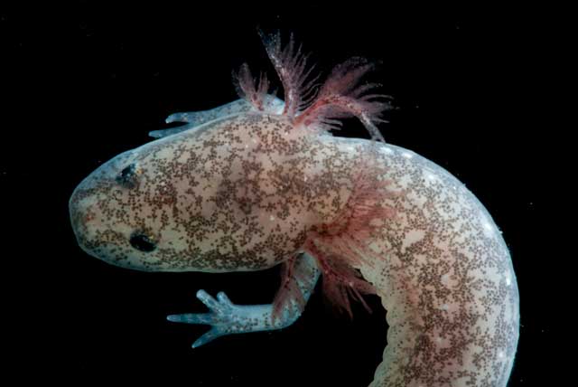 Cascade Caverns Salamander