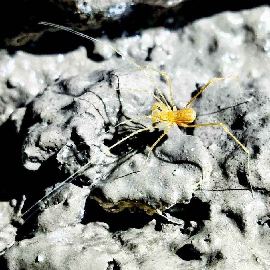 Cave Harvestman